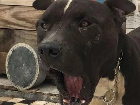 Cachorro ra a American Bully idade 4 anos nome Zeus