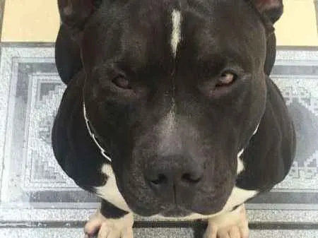 Cachorro ra a American Bully idade 4 anos nome Zeus