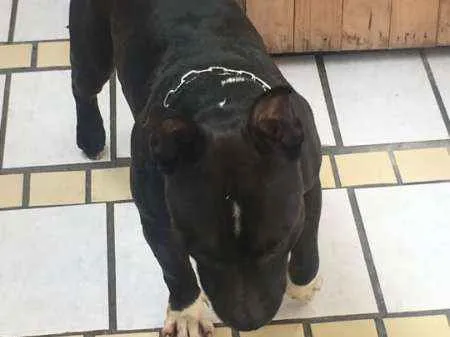 Cachorro ra a American Bully idade 4 anos nome Zeus