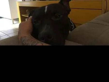 Cachorro ra a American Bully idade 4 anos nome Zeus