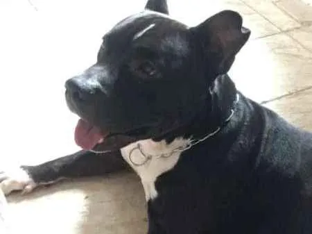 Cachorro ra a American Bully idade 4 anos nome Zeus