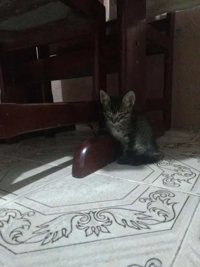 Gato ra a Indefinida idade Abaixo de 2 meses nome Não tem nome ainda 