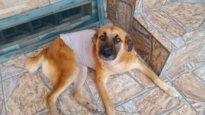 Cachorro raça SRD idade 2 a 6 meses nome Sem nome