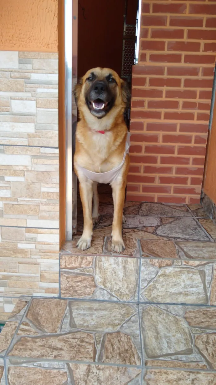Cachorro raça SRD idade 2 a 6 meses nome Sem nome