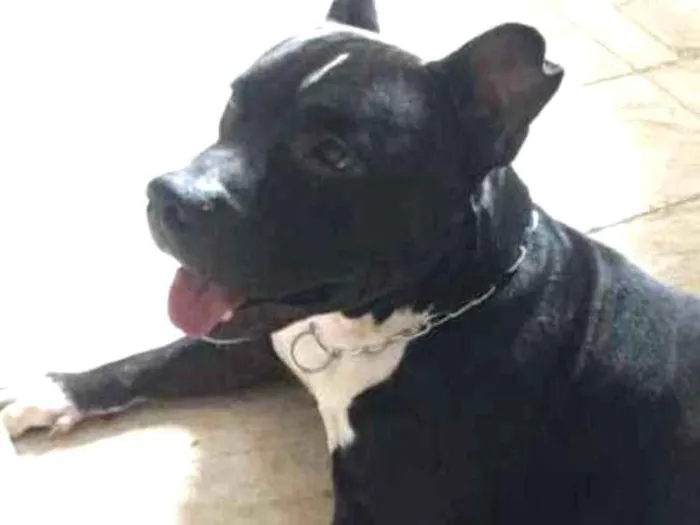 Cachorro ra a American Bully idade 4 anos nome Zeus