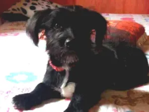 Cachorro raça Claque uma idade 2 a 6 meses nome Princesa 
