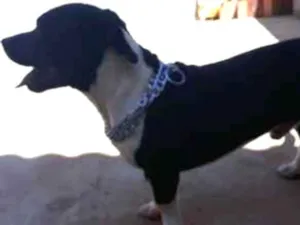 Cachorro raça Staff  idade 4 anos nome Taigor