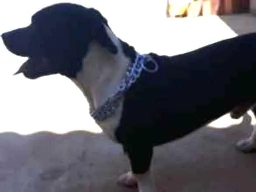 Cachorro ra a Staff  idade 4 anos nome Taigor