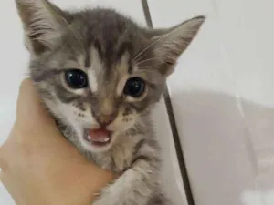 Gato raça Raça não identificada  idade 2 a 6 meses nome Baby 3