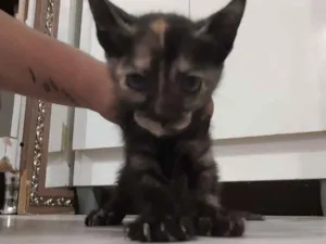 Gato raça Raça não identificada  idade 2 a 6 meses nome Baby 2