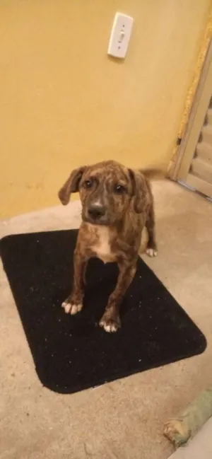Cachorro raça ND idade 2 a 6 meses nome Filhotes