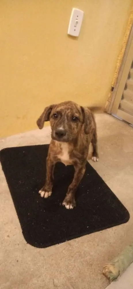 Cachorro ra a ND idade 2 a 6 meses nome Filhotes