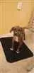 Cachorro raça ND idade 2 a 6 meses nome Filhotes