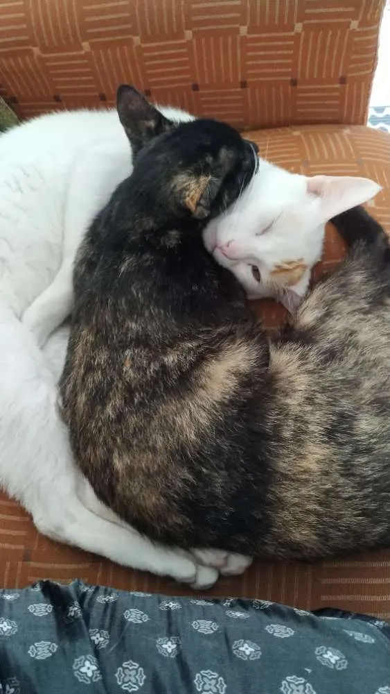 Gato ra a Redpont e escaminha idade 2 a 6 meses nome Milk e Meg 