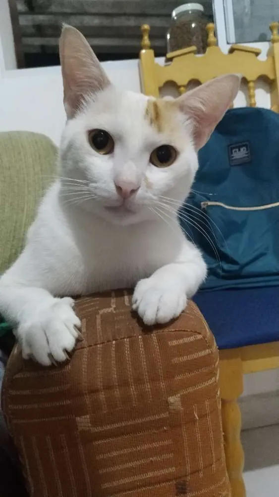 Gato ra a Redpont e escaminha idade 2 a 6 meses nome Milk e Meg 
