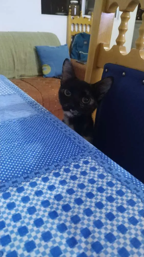 Gato ra a Redpont e escaminha idade 2 a 6 meses nome Milk e Meg 