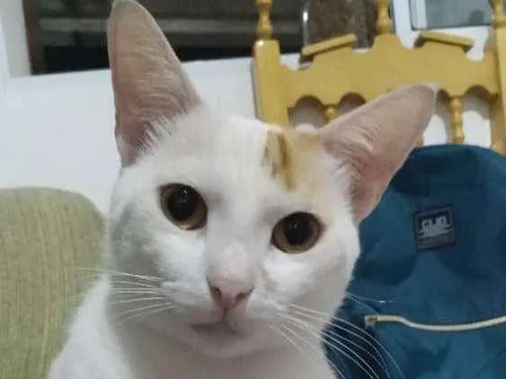 Gato ra a Redpont e escaminha idade 2 a 6 meses nome Milk e Meg 