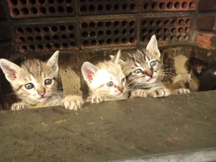 Gato ra a Indefinida idade Abaixo de 2 meses nome Filhotes