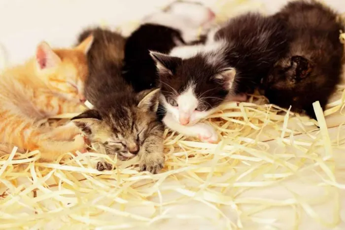 Gato ra a Vira lata idade Abaixo de 2 meses nome 5 filhotes