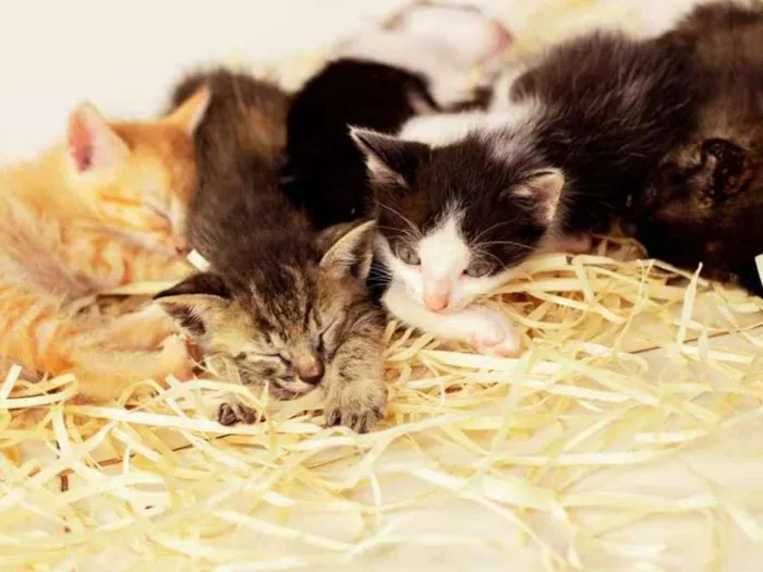 Gato ra a Vira lata idade Abaixo de 2 meses nome 5 filhotes