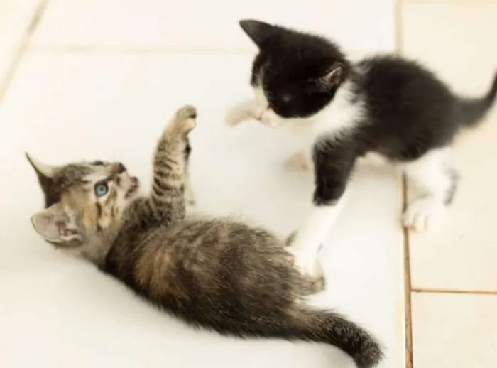 Gato ra a Vira lata idade Abaixo de 2 meses nome 5 filhotes