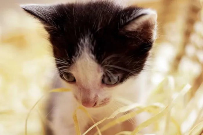 Gato ra a Vira lata idade Abaixo de 2 meses nome 5 filhotes