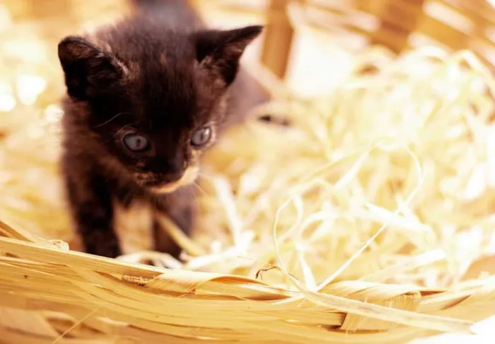 Gato ra a Vira lata idade Abaixo de 2 meses nome 5 filhotes