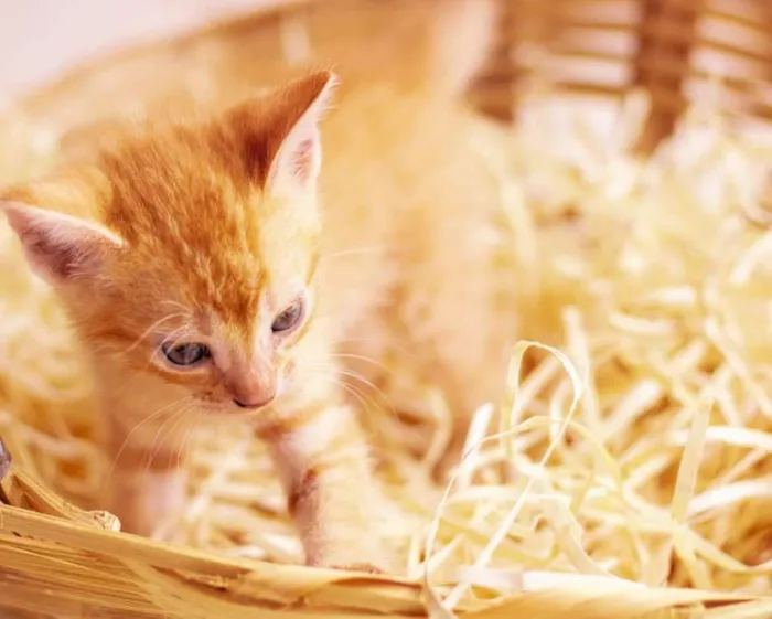 Gato ra a Vira lata idade Abaixo de 2 meses nome 5 filhotes