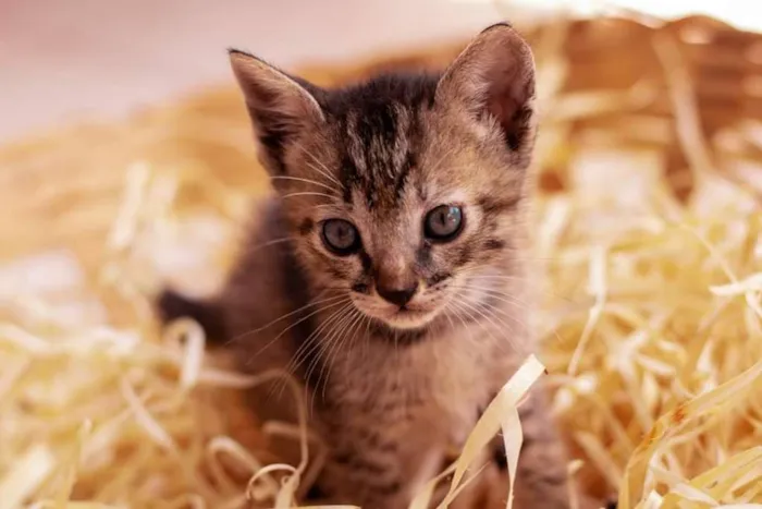 Gato ra a Vira lata idade Abaixo de 2 meses nome 5 filhotes