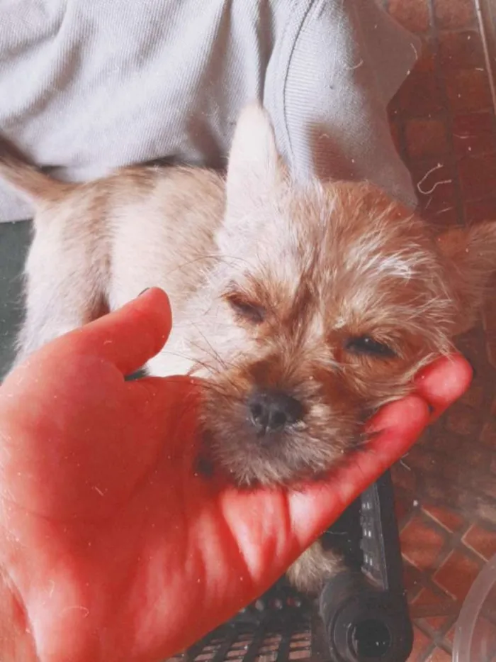 Cachorro ra a não identificado  idade 2 a 6 meses nome princesa