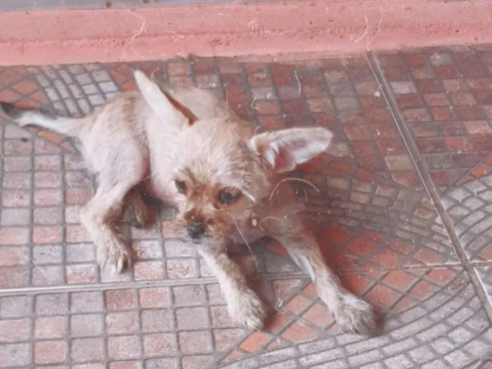 Cachorro ra a não identificado  idade 2 a 6 meses nome princesa