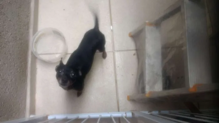 Cachorro ra a pinchjer idade 3 anos nome Ozzy