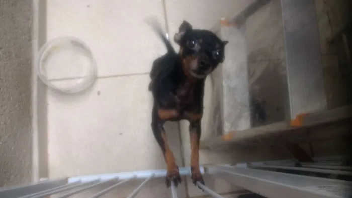 Cachorro ra a pinchjer idade 3 anos nome Ozzy