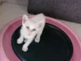 Lulu