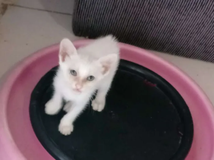 Gato raça Srd idade 2 a 6 meses nome Lulu