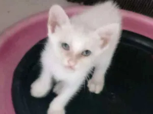 Gato raça Srd idade 2 a 6 meses nome Lulu