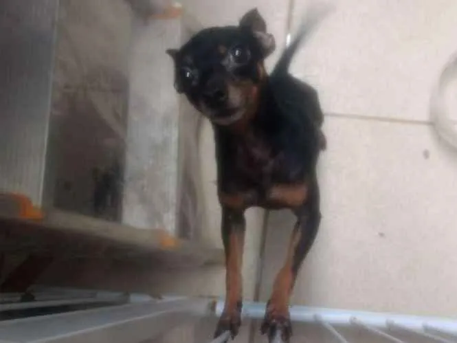 Cachorro ra a pinchjer idade 3 anos nome Ozzy