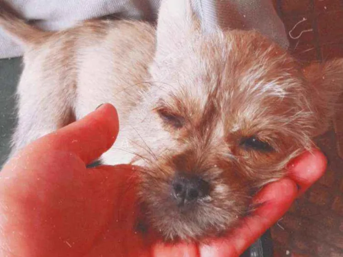 Cachorro ra a não identificado  idade 2 a 6 meses nome princesa