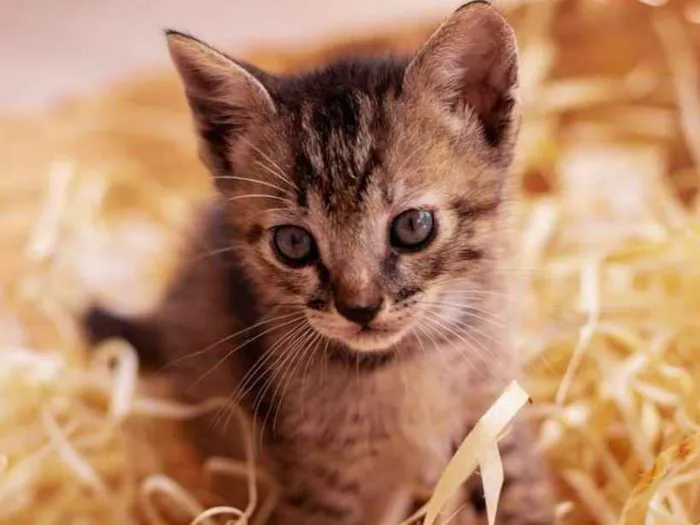 Gato ra a Vira lata idade Abaixo de 2 meses nome 5 filhotes