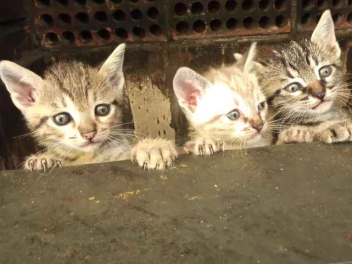 Gato ra a Indefinida idade Abaixo de 2 meses nome Filhotes