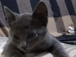 Gato raça KORAT idade Abaixo de 2 meses nome PEPERONE