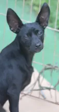 Dudinha Pequenina