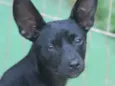 Dudinha Pequenina