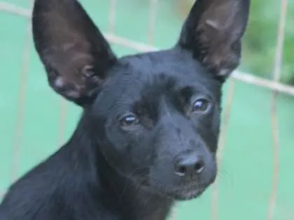 Cachorro ra a  idade 1 ano nome Dudinha Pequenina
