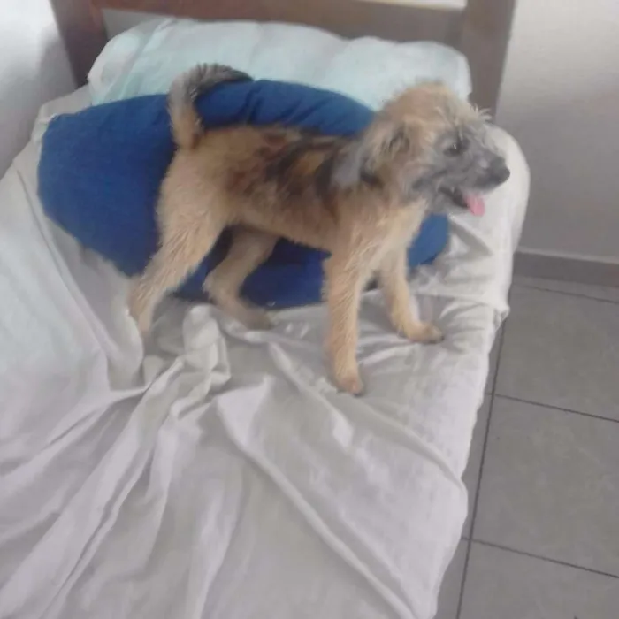 Cachorro ra a Desconhecida idade 2 a 6 meses nome Winny