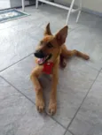 Florzinha