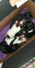 Cachorrinhos