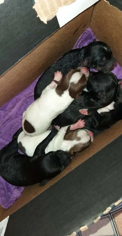 Cachorro ra a Não  sei informar  idade Abaixo de 2 meses nome Cachorrinhos