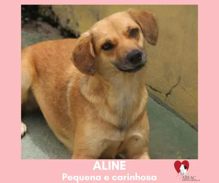 Cachorro ra a  idade 1 ano nome Aline Pequena