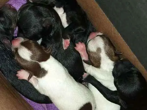 Cachorro ra a Não  sei informar  idade Abaixo de 2 meses nome Cachorrinhos